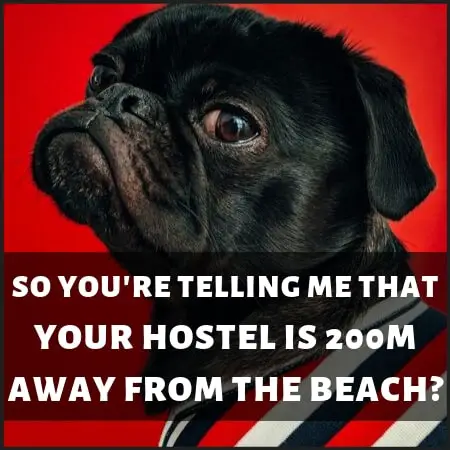 Improve Online Reviews For Hostel - Dog Meme