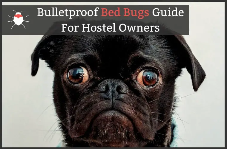 Kill Prevent Bed Bugs Hostel