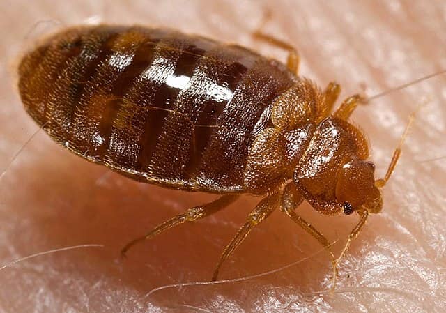 How Do Bed Bugs Look
