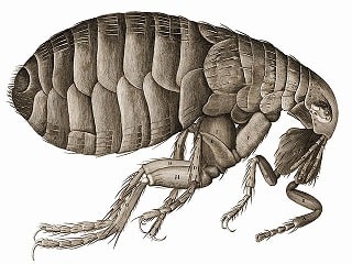 Bed Bugs vs. Fleas