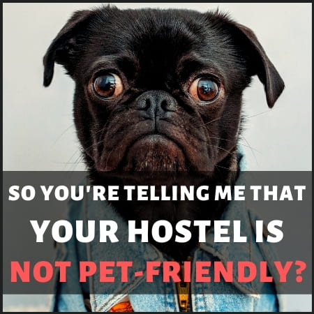 Dog Hostel Policy