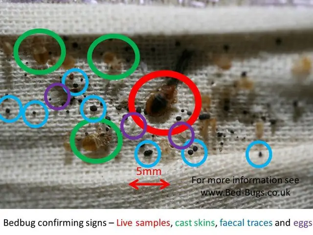 Bed Bugs Traces Hostel